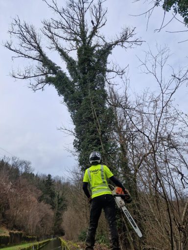 Mitarbeiter der TimbCo GmbH bei der Arbeit an einem Baum