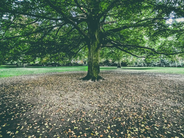 Großer Baum